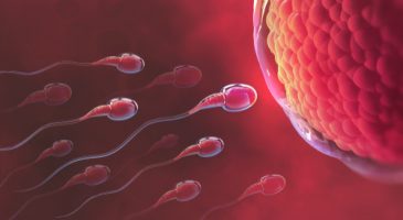 spermatozoide course conquete ovule