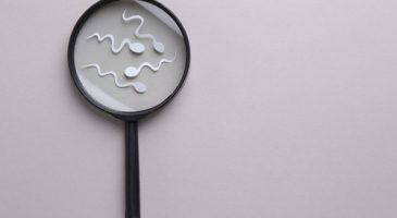 Un parasite de chat sabote la fertilité masculine