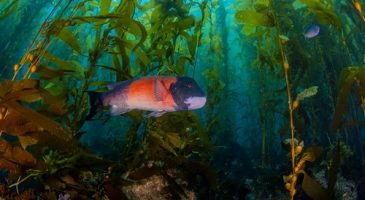 Insolite : Un poisson qui change de sexe