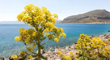 Le Silphium, l’herbe du désir disparu par excès de succès