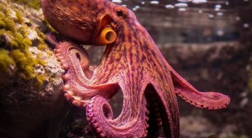 Insolite : Chez les poulpes, le sexe est parfois mortel…