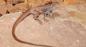 Les lézards femelles, sans mâle mais pas sans désir