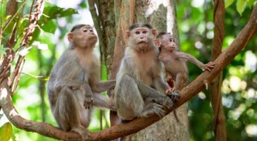 Chez les macaques l’intimité entre femelles, loin d'une anecdote