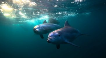 Le trafic maritime perturbe la sexualité des dauphins