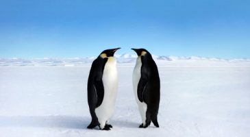 Des couples homosexuels chez les manchots